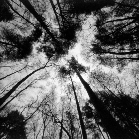 Black & white photograph looking directly up from the ground through a cluster of leaf-less trees.