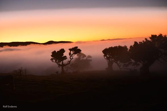A serene landscape at sunset, featuring silhouetted trees with a backdrop of rolling fog and a gradient sky transitioning from golden to deep blue.