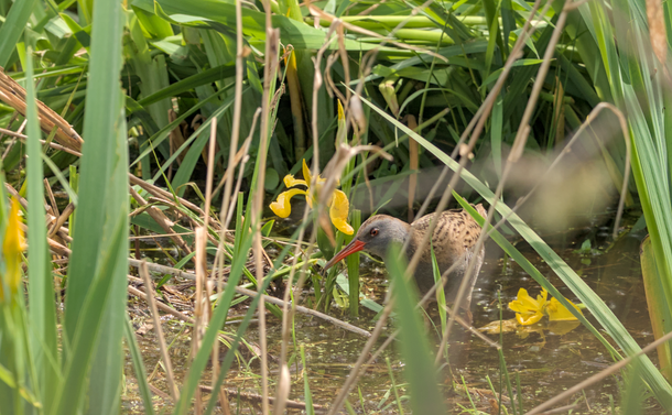 Un râle d'eau (oiseau proche de la poule d'eau avec un plumage marron et gris et un long bec pol tu et rouge) derrière des roseaux et des iris d'eau.