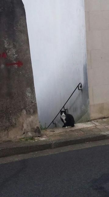 Chat noir et blanc à l'entrée d'escalier dont la rampe est en fer forgé noir.  Des parois murales de diverses intensités. Trottoir et chaussée au premier plan.
