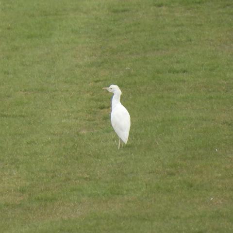 A cattle egret (which is a small, bright white heron) standing in the middle of some mown grass. A dull picture of an exciting bird.