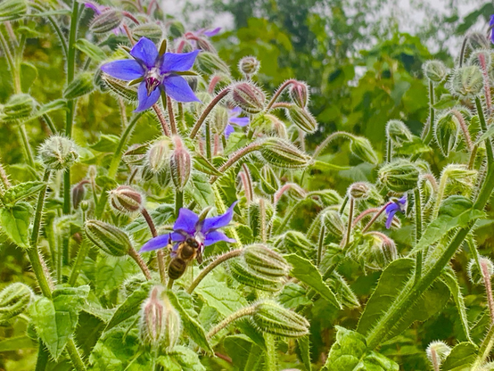 Zwei blaue Blüten des Borretsch geöffnet. Borago hat sternförmige Blüten in leuchtend blau , ein Bienenmagnet.  Wegen der Dürre  habe ich ihn ausgesät, bei Feuchtigkeit sät er sich selber aus. 
Das funktioniert 2025 hier bei mir nicht mehr.
