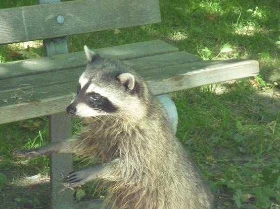 Ein Waschbär steht  mit erhobenen Pfoten vor einer Bank in einem Park und blickt nach links. Der Waschbär bettelt eine Person außerhalb des Kamerablickfelds an.