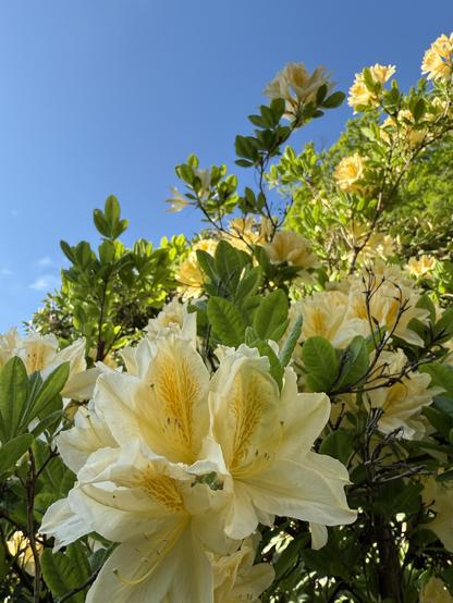Gelbe Sommerazalee