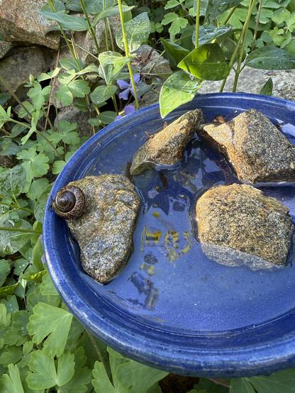Weinbergsschnecke im Wasserschälchen auf einem Stein