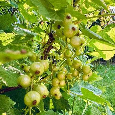 Nahaufnahme unreifer Johannisbeeren am Strauch im Sonnenlicht.