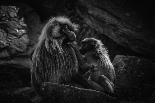A tender moment between two gelada monkeys, with the younger one gently reaching toward the elder, both sitting among rugged rocks in a dimly lit natural setting. The black-and-white composition highlights the texture of their fur and the emotional connection between them.