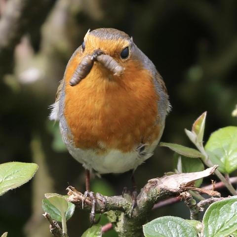 A Robin with some fresh food for her babies. A very busy Mum. She is very happy with dry food such as sunflower seeds for herself, but her babies get fresh food.