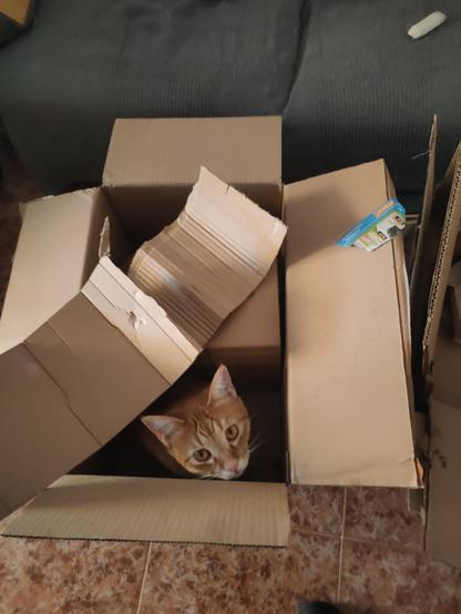 Orange cat in a cardboard box staring at the camera