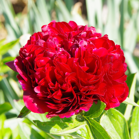 Rote gefüllte Blüte.