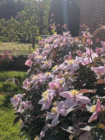 flowers in the garden