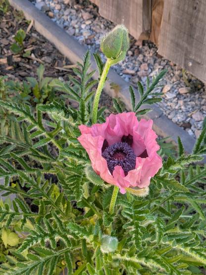 flowers in the garden