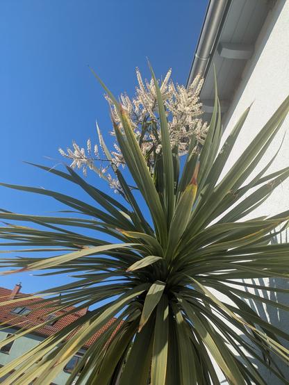 a blooming cabbage tree in the garden