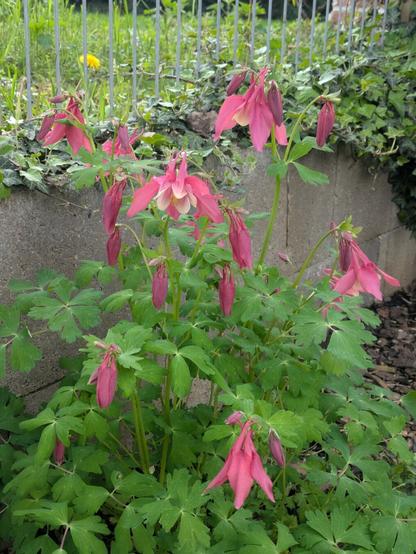 flowers in the garden