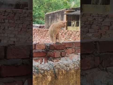 Cute Brown Cat Looking For Something