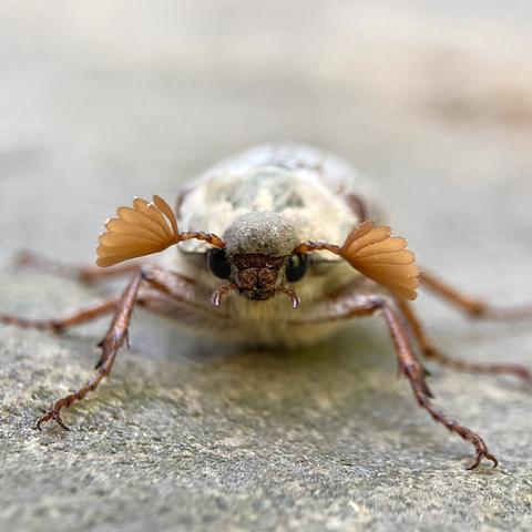 Head on shot of a cockchafer beetle. It has two small eyes either side of its nose, with two claw like hooks emerging from the side of its mouth.  It has two very elaborate antennae.  They are orange. They start as normal thin antennae before fanning out into seven fingers or elongated teardrop petals.  Its beetle body is blurred in the background but is a tough, crunchy grey.