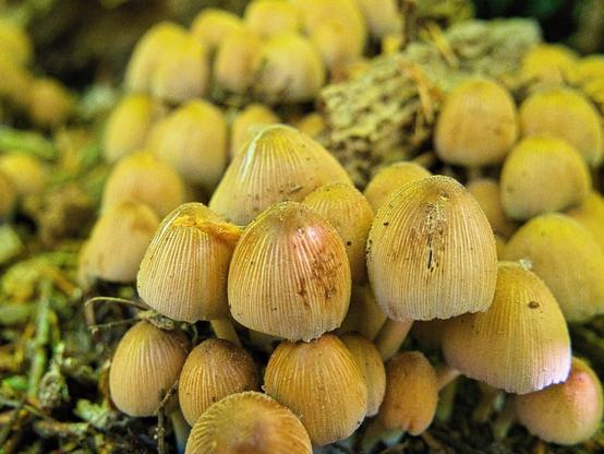 Many, many hats of Coprinellus micaceus. The individual cap of the mica tintling grows up to 3 cm wide and 2.5 cm thick. The 
cap is initially egg-shaped and gradually bulges outwards in a bell shape, increasing in diameter to 5 centimetres. It has a cream to ochre-brown or fuchsia colour that darkens towards the centre of the cap.