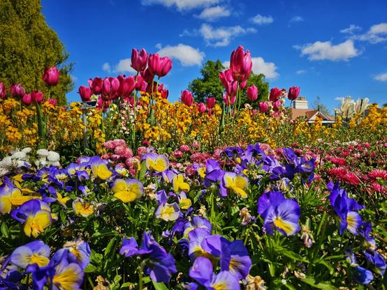 A wide shot of a flower bed filled with purple and yellow pansies in the foreground, followed by pink tulips and other yellow and pink flowers under a bright blue sky with scattered white clouds. Green trees and a glimpse of a building are visible in the background.