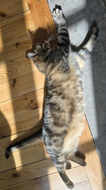 Chat gris rayé qui s'étire étendu sur le flanc au soleil, sur le parquet.
