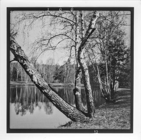 This black and white photograph depicts a serene natural landscape featuring a calm body of water, likely a lake or a pond, surrounded by leafless trees, suggesting it was taken in early spring or late autumn. The trees, mostly birches, are reflected in the still water, adding a sense of symmetry and tranquility. A prominent birch tree leans diagonally toward the water in the foreground, while other trees line the right-hand side, creating a natural path along the shoreline. The absence of leaves and the soft light give the image a quiet, contemplative mood.