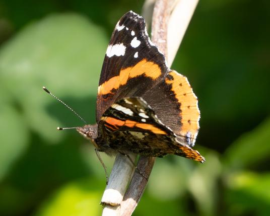 Red Admiral butterfly on a twig