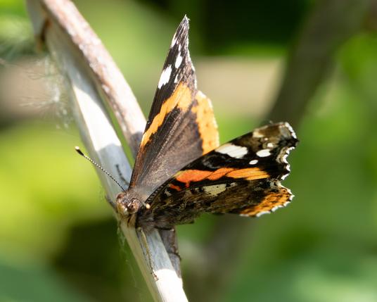 Red Admiral butterfly on a twig
