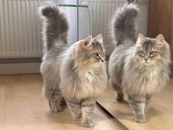 Closeup of a grey Siberian cat standing with his side right next to a wardrobe with a mirror door. His tail is raised, and it could seem that he is looking at himself. He is quite fluffy, and there is still some majesty left in his mane despite the shedding.