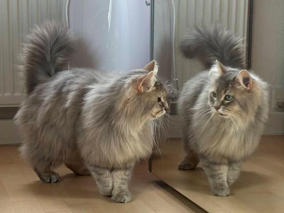 Closeup of a grey Siberian cat standing with his side right next to a wardrobe with a mirror door. His head is turned to look directly at himself in the mirror, and his mouth is slightly open, likely in a meow. I’m not sure that it is in acknowledgement of the presence of a cat, though😺. He is quite fluffy, and there is still some majesty left in his mane despite the shedding.
