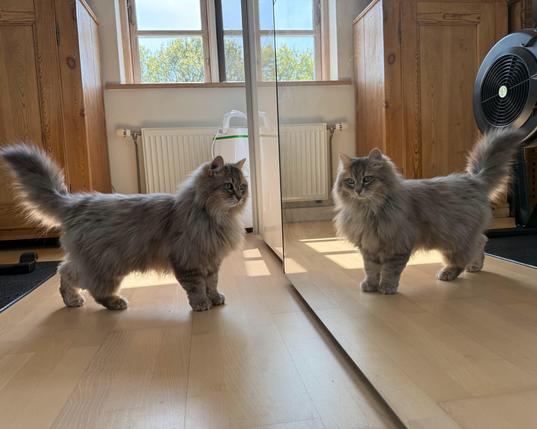 Closeup of a grey Siberian cat standing with his front toward a wardrobe with a mirror door. His tail is raised, and he might looking at himself in the mirror, although I’m not sure. He is quite fluffy, and there is still some majesty left in his mane despite the shedding.