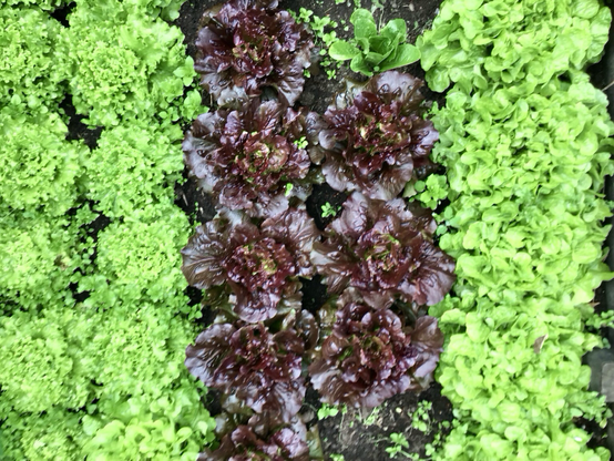 Batavias vertes, rouge, feuilles de chêne vertes alignées