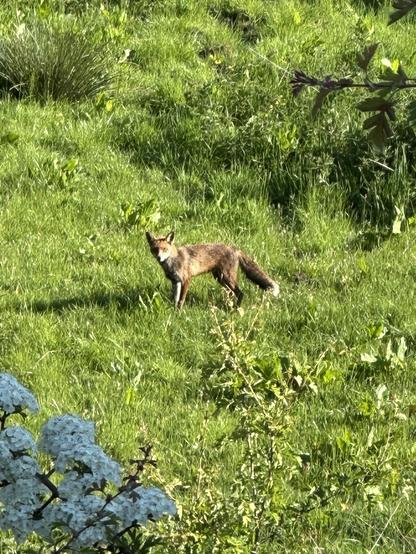 A fox standing in a grassy field in a tree lined valley in the morning sun