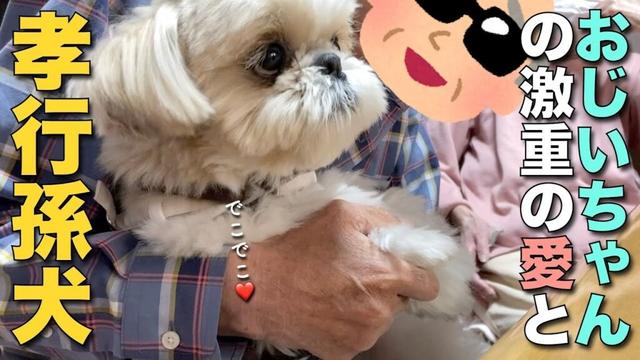 【シーズー】おじいちゃんの激重の愛を、されるがまま受けとめるシーズー犬 www 〜まるちゃん家のGW②〜【385】