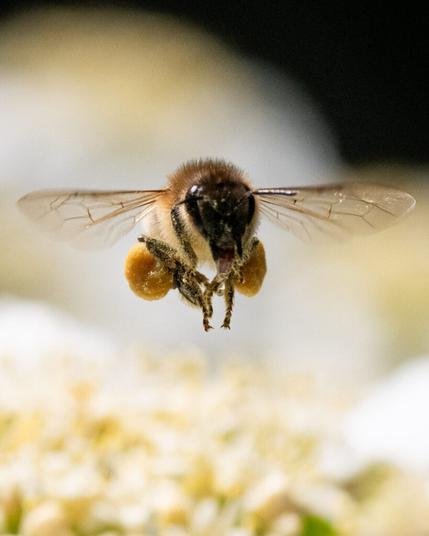 Eine Honigbiene in Nahaufnahme über einer Blüte. Die Biene mit viel Pollen an den Beinen fliegt direkt auf die Betrachter zu.