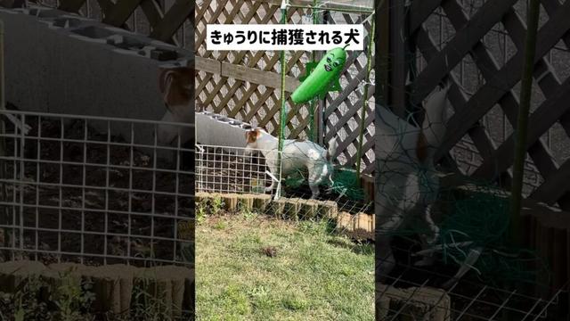 いたずらが止まらない犬ジャックラッセルテリアのひまわり＆つばき【ひまチャンネル】#shorts #jackrussellterrier #犬のいる生活