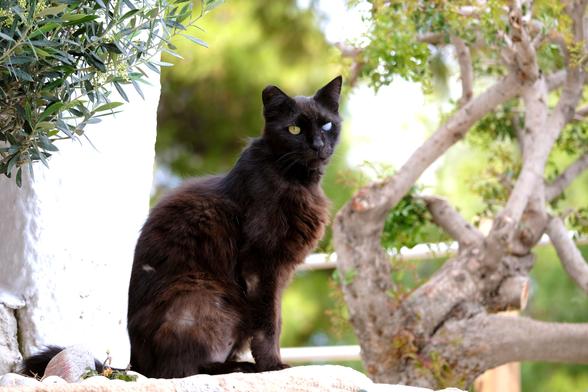 Photo of an old black cat next to a white wall on some kind of veranda. Several branches of olive trees are in the photo. The cat looks at the camera.