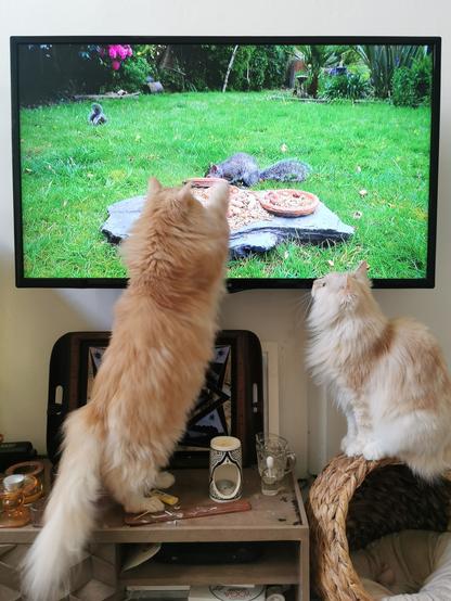 Two fluffy cats, pale ginger and white, in front of a tv screen on the wall. On the screen is a patch of grass with a plate of nuts and seeds. Two squirrels are visiting the nuts, one near the nuts, one in the distance. The pale ginger cat is standing on her back legs with her front paws up on the tv screen, attacking the nearest squirrel.