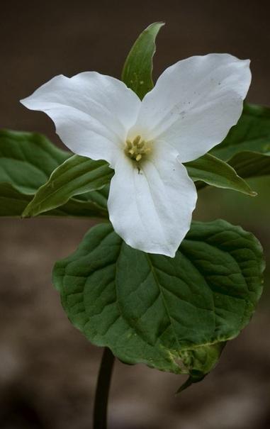 A tightly cropped vertical photo of a white large flowered trillium set against an out of focus earth toned background.
