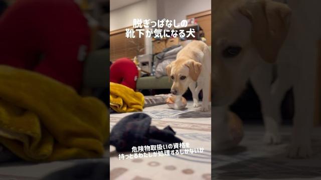 脱ぎっぱなしの靴下が気になる犬★#shorts #labradorretriever #ラブラドールレトリバー #大型犬 #可愛い #癒し #おもしろ