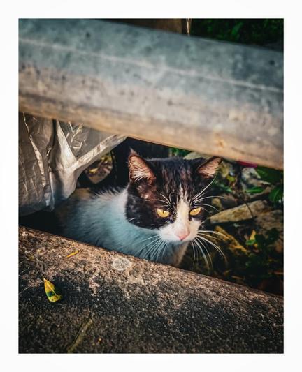 A photo of a black and white cat with orange hued eyes is in the middle of the photo looking to the right hand side into the distance. The cat is on the ground on grass. From the angle the bottom part of the wall and one of the concrete beams above the cat make it look like the cat is in prison.