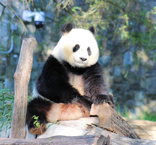 Giant panda Qing Bao is sitting on her hammock.