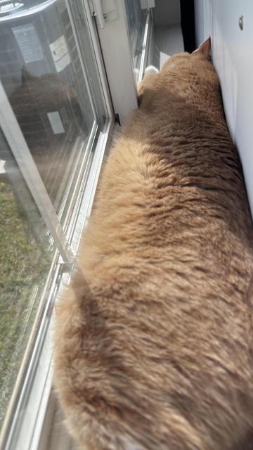The image shows a large, fluffy cat with a light brown coat lying on a windowsill. The cat is positioned with its back to the camera, facing the window, and its head is turned slightly to the side, looking out. The cat's fur appears soft and well-groomed, with a gradient of color from a lighter shade on its back to a slightly darker shade on its sides. The windowsill is made of white material, and the window has a silver frame. Outside the window, there is a view of green grass and a glimpse of a building's exterior. The cat's paws are visible, with one paw slightly raised, and its tail is not visible in the image. The lighting suggests it is daytime, with sunlight streaming in, creating a warm and cozy atmosphere.