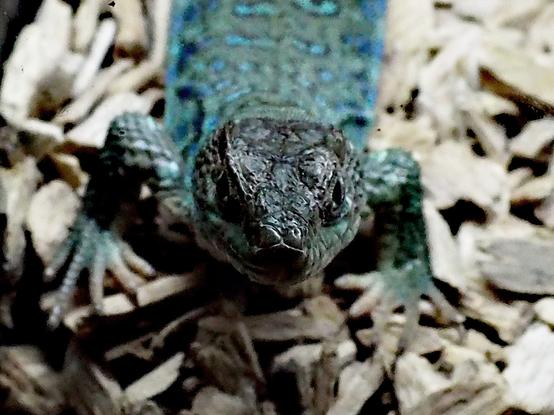 Little green/blue lizard looking above, straight to the camera. Focus on the lizard's snoot