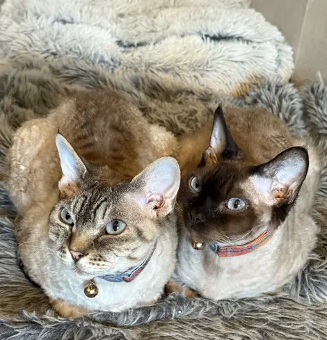 Spike and Smudge, looking adorable and probably judging you.