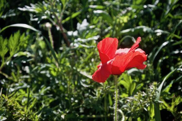 Sur le bord d'une route. Un coquelicot bien rouge se détache sur un fond vert d'herbes.

On the side of a road. A red poppy stands out against a background of green grass.