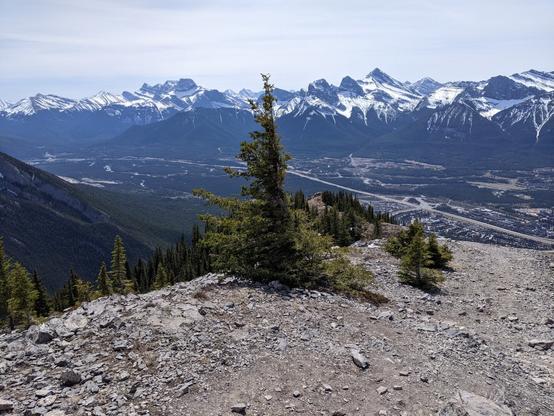 Rocky ground in the foreground, high on a mountain, and a call evergreen tree in centre. Town of Canmore, Alberta can be seen in the valley bottom. Range of snow covered mountains, in the sunshine, can be seen in the distance.