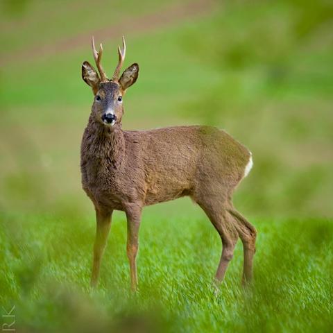 A young deer stands in a green field, looking directly at the camera. The deer has small antlers and is surrounded by softly blurred foliage.