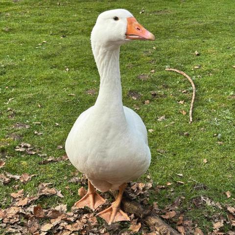 Das Bild zeigt eine weiße Gans, die auf einem Rasen steht. Die Gans hat einen langen, schlanken Hals und einen auffälligen orangefarbenen Schnabel. Sie wirkt ruhig und beobachtet ihre Umgebung.