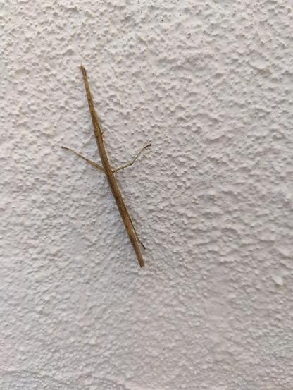 Grande plano de bicho-pau numa parede rústica pintada de branco. O insecto é extremamente fino, de cor castanho manchado,semelhante a um pequeno galho seco, com duas patas visíveis e as outras duas, mantidas junto ao tronco e quase invisíveis, reforçando a ilusão.