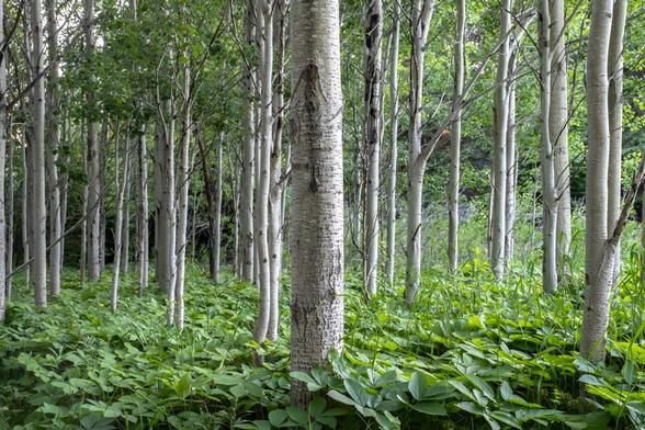 A group of birch trees stand very straight, creating a pattern of white vertical lines panning the width of the image. The trees growing out from a bed of bright green foliage.