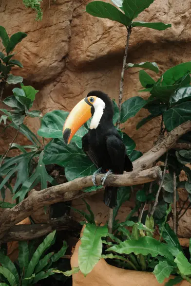 A magnificent toucan
